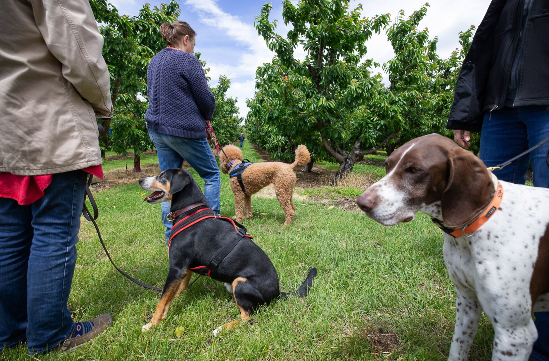 Cherry disease dogs